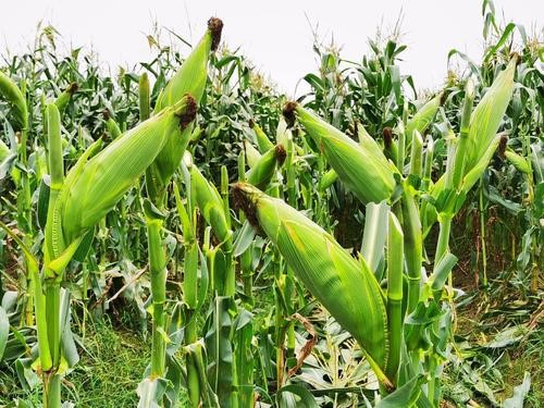 春&mdash;秋两季鲜食玉米高产栽培技术