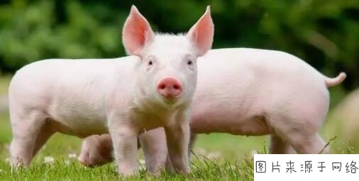 生猪精准繁育生态养殖技术