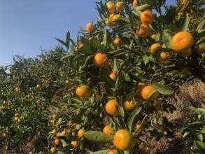 橘砂皮病绿色综合防控技术