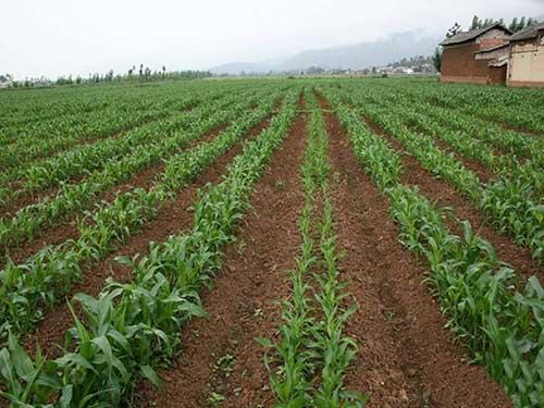 夏玉米一次性施肥技术