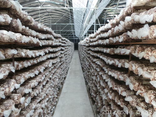 高效节能菇棚食用菌周年生产技术