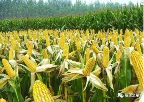 玉米中后期病虫害智能高效热雾飞防技术