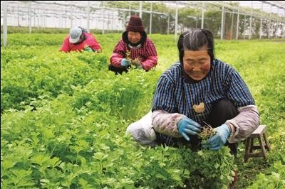 江苏省如皋市金旺家庭农场