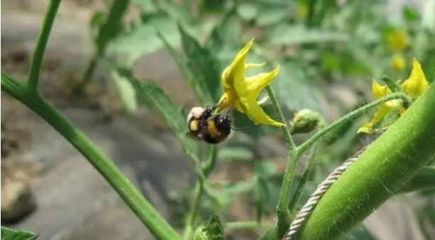 虫媒授粉作物病虫绿色防控与蜜蜂授粉融合应用技术