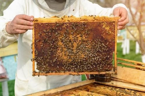 中蜂优质高效养殖技术