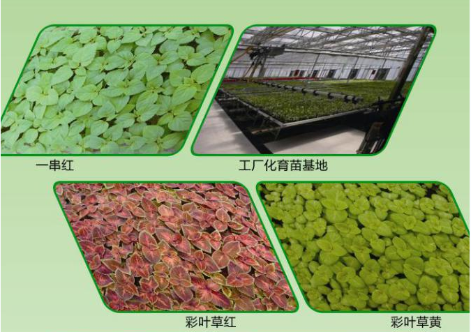 黑龙江省蔬菜花卉标准化栽培及工厂化育苗技术