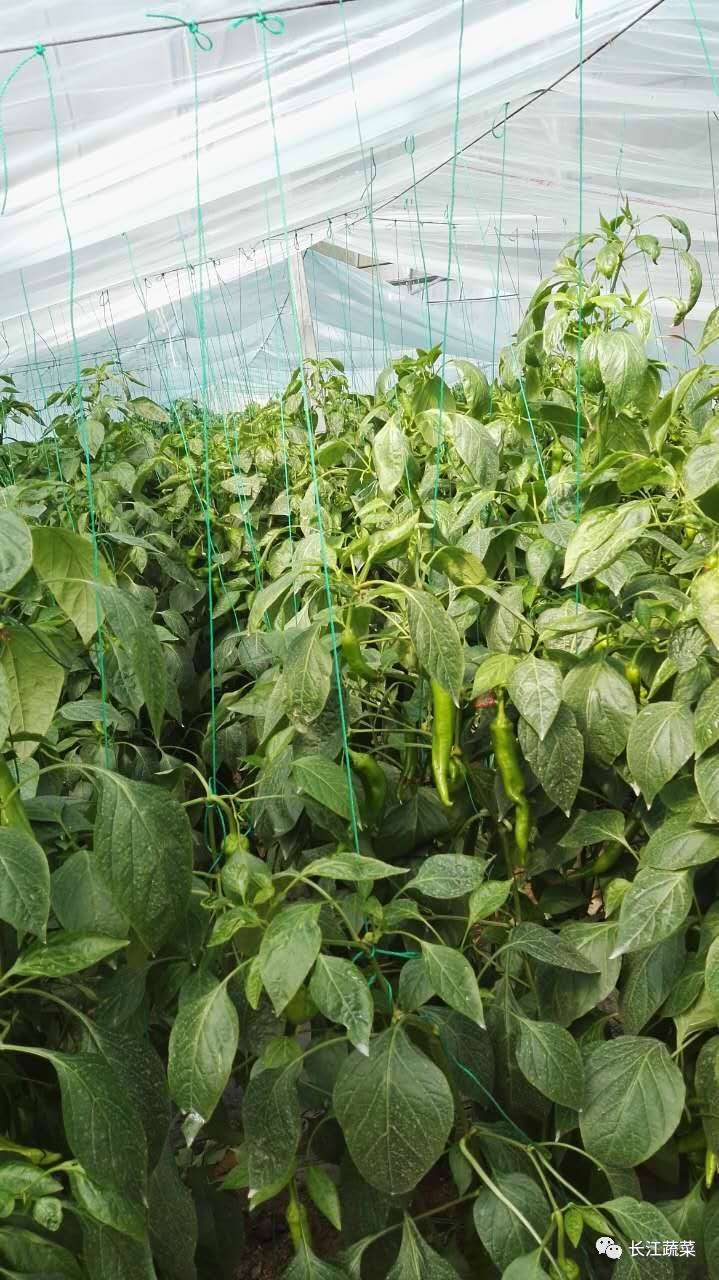 湖南辣椒秋延后效栽培技术