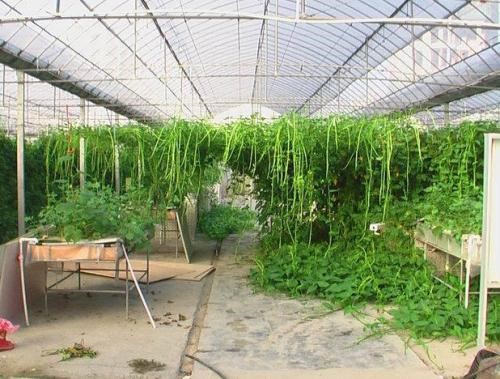 重庆地区藤蕹极早熟促成栽培技术