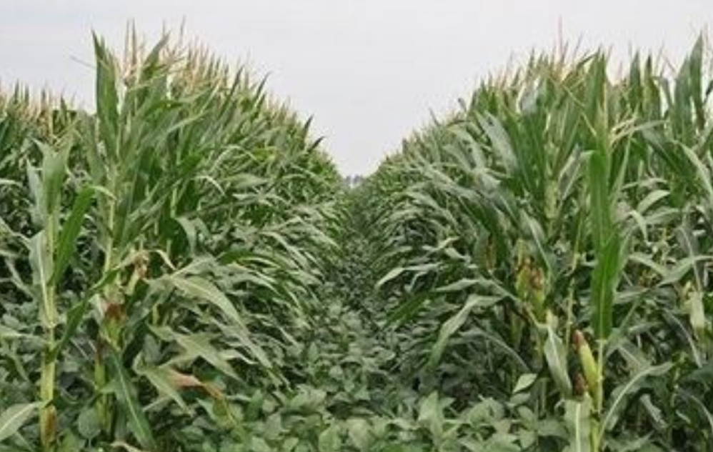 玉米大豆带状复合种植绿色防控技术