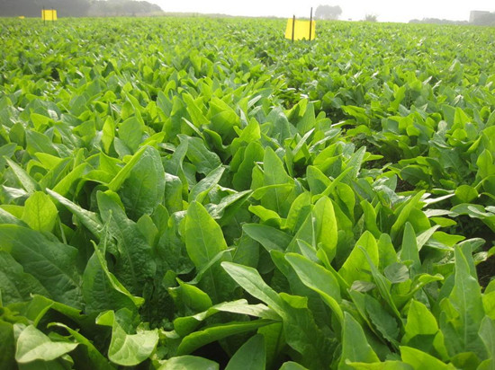 蔬菜&ldquo;三减三增&rdquo;提质增效技术