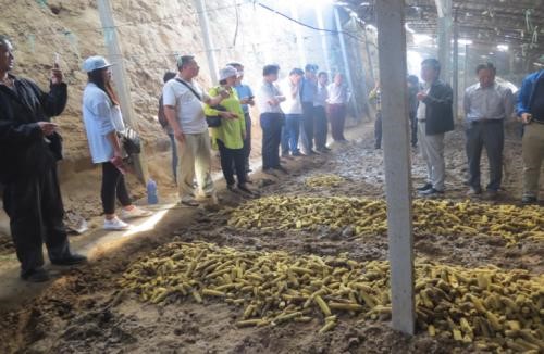 &ldquo;菌菜轮作&rdquo;技术