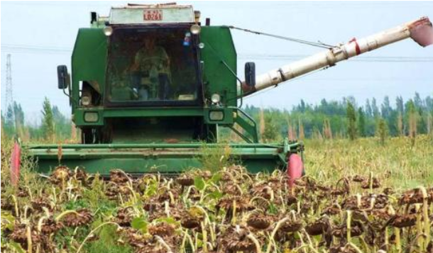 食葵全程机械化高效节本生产技术