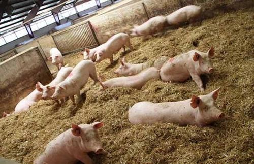 柑橘渣发酵及其饲养生长育肥猪生产优质猪肉的应用技术