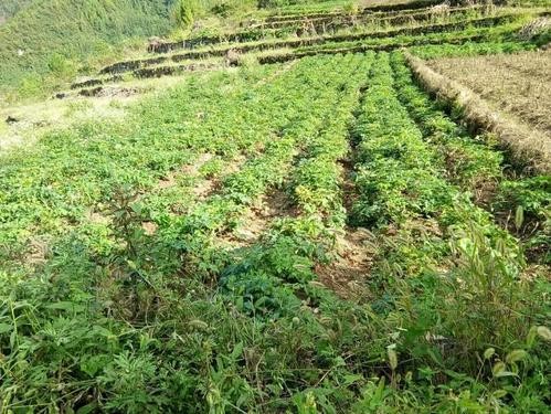 经济药用植物前胡生产技术