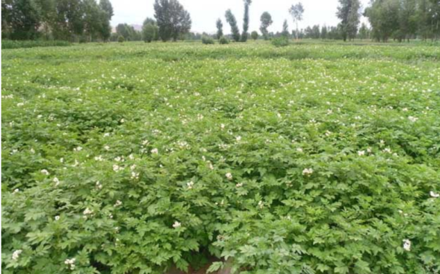 四川盆周山区马铃薯超高产栽培技术