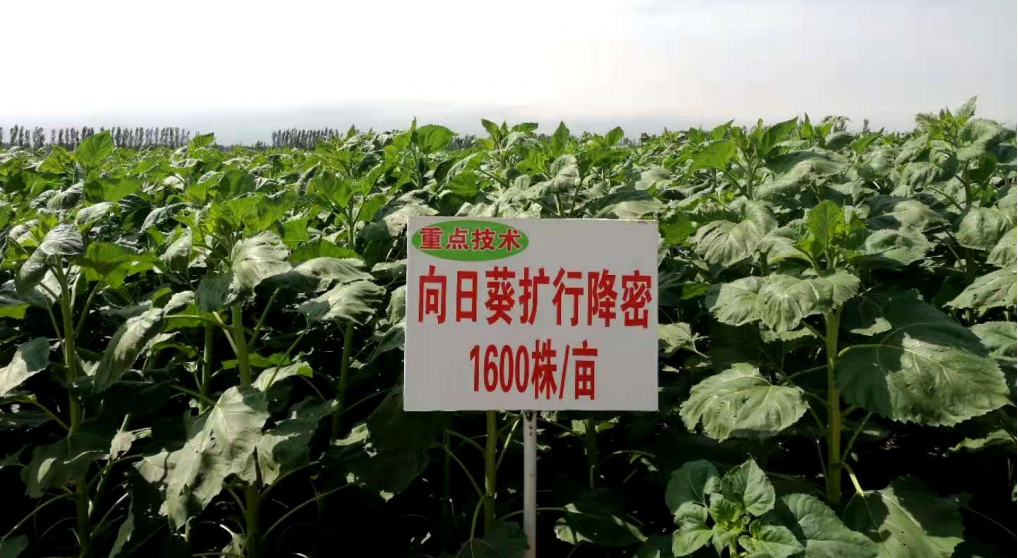 向日葵扩行降密提质增效栽培技术
