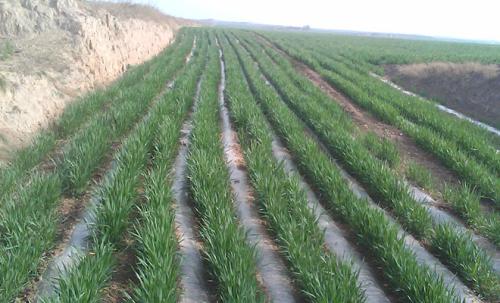 旱地小麦抗逆高效简化栽培技术