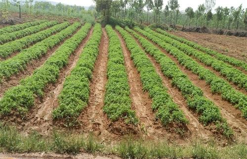 太子参生态栽培技术