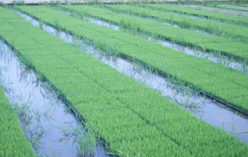 水稻叠盘出苗育秧技术