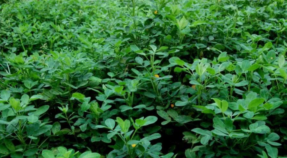 花生主要虫害全程绿色防控技术