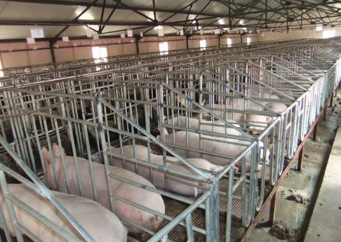 母猪批次化生产管理技术