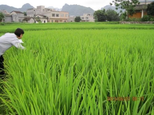 水稻-油菜全程轻简绿色高效栽培技术
