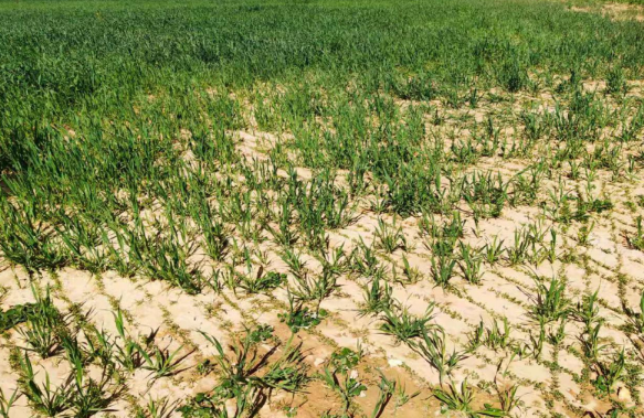 沙地苜蓿高效种植利用技术