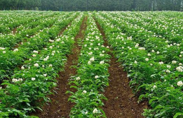 马铃薯主要土传病害绿色防控技术