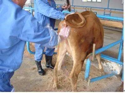 肉牛定时输精技术