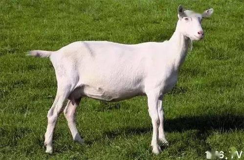 高产奶山羊良种简易鉴定技术