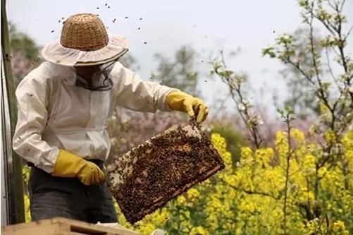 设施农作物蜜蜂授粉技术