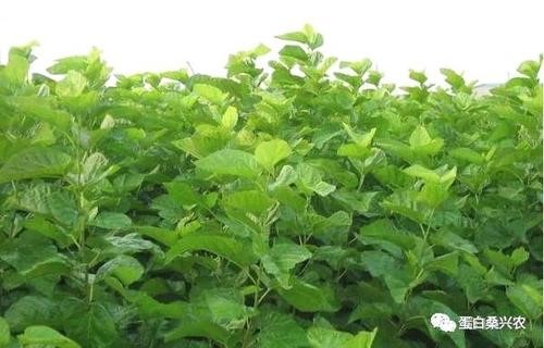 饲料桑草本化栽培技术