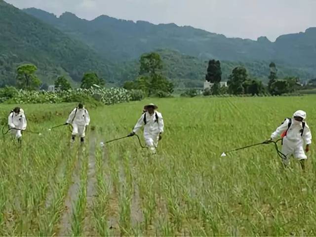 主要粮食作物农药减量控害增效技术