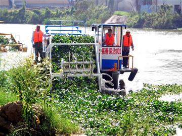 高效防治水葫芦