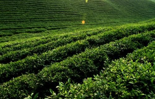 茶园绿色高效生态栽培技术模式