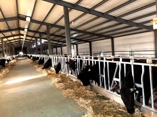 海南和牛综合养殖技术