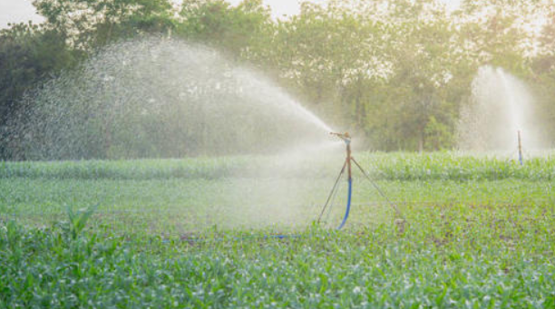 玉米无膜浅埋滴灌水肥一体化技术
