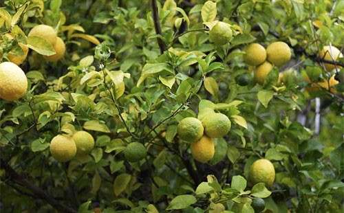 柠檬黄脉病防控技术