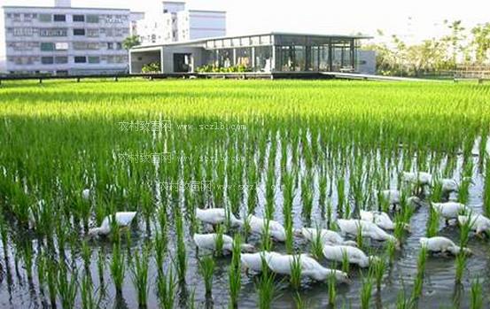 稻+鸭+蛙生态协同种养技术