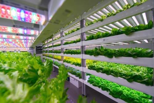 蔬菜规模化生产人机智能协作技术