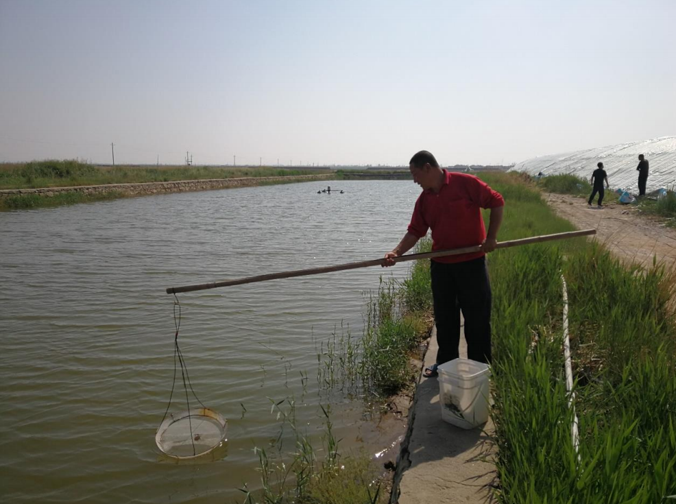 黄河流域盐碱地南美白对虾健康养殖技术