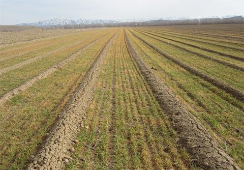 冬小麦秸秆还田&ldquo;两旋一深&rdquo;增产增效技术