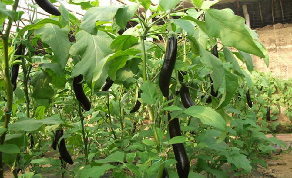 茄子高效嫁接关键技术