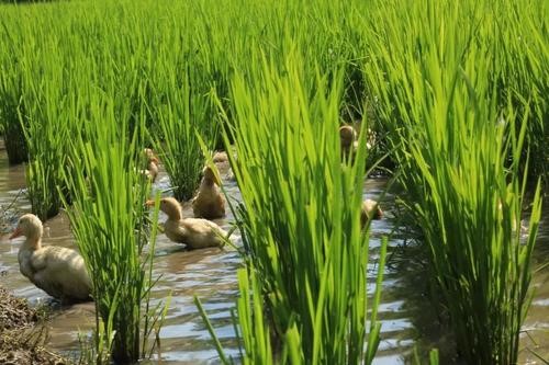 &ldquo;稻鸭共作&rdquo;生态养殖技术
