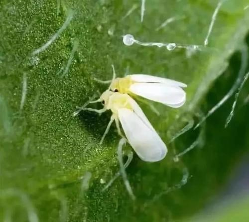 重庆蔬菜蓟马科学防控方案