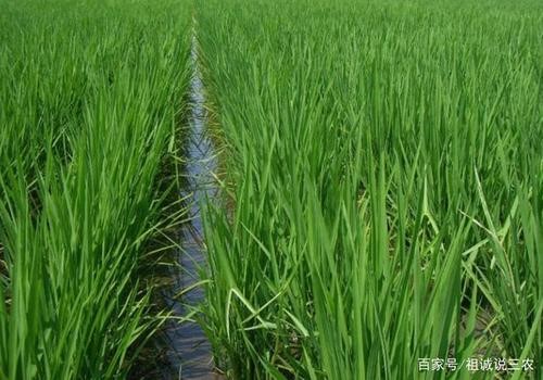 冬水田水稻新型直播栽培绿色高效模式