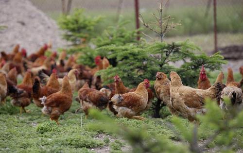 蛋鸡&ldquo;124&rdquo;绿色健康养殖技术