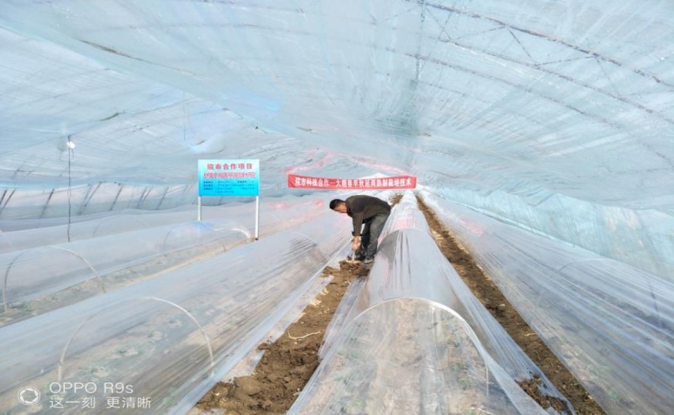 大棚四膜保温增温促早延后栽培模式