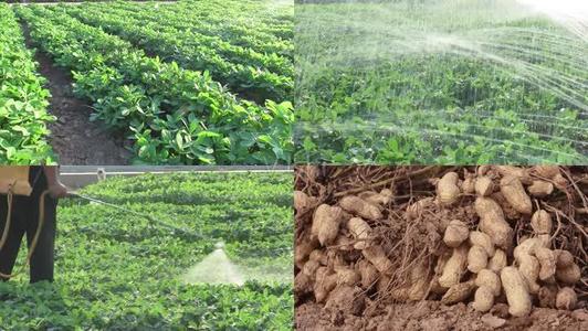 花生全程可控施肥技术