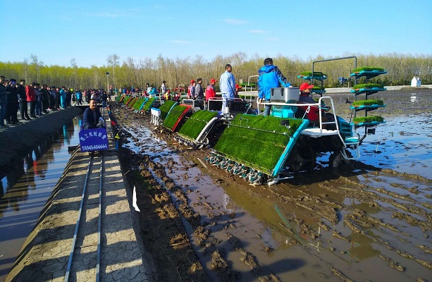 水稻机插秧同步侧深施肥技术